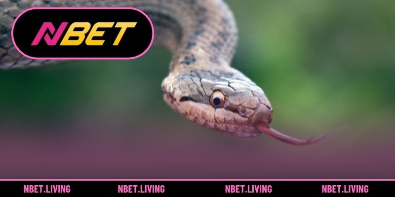 10 cặp số tài lộc về giấc mộng về rắn