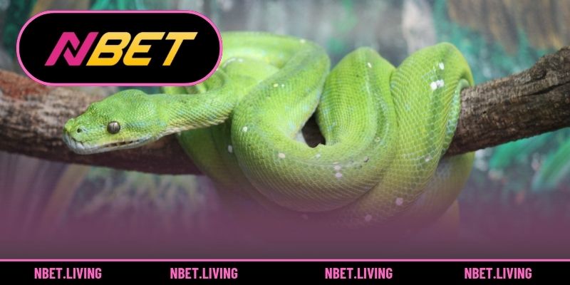 Giải mã 6 giấc mơ thấy rắn phổ biến nhất