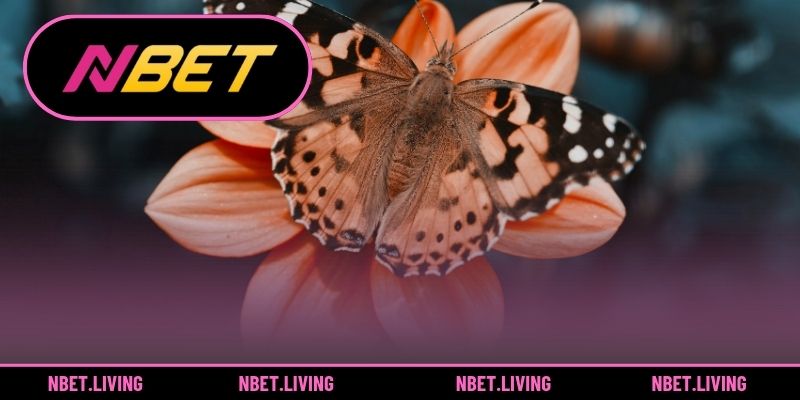 Mơ thấy bồ tác ẩn chứa nhiều ý nghĩa 