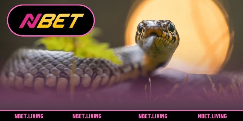 Mơ thấy răn ẩn chứa nhiều thông điệp ý nghĩa